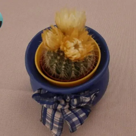 Casa Lo Scoglio Della Ballerina Appartamento